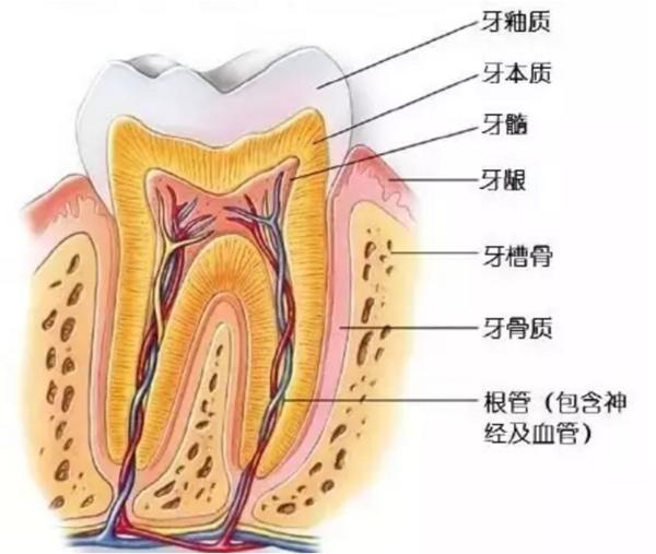 章子怡红毯“黄牙”引热议，口腔护理再成焦点